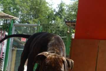 Cucciolo in cerca di adozione