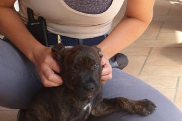 Cucciolo che si fa fare coccole