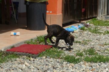 Cucciolo che gioca